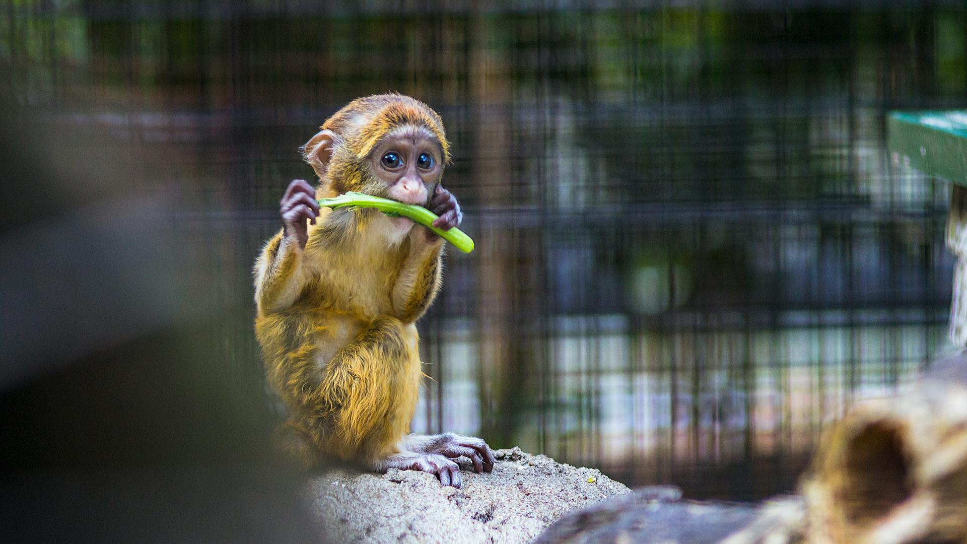 The Living Desert Zoo and Gardens