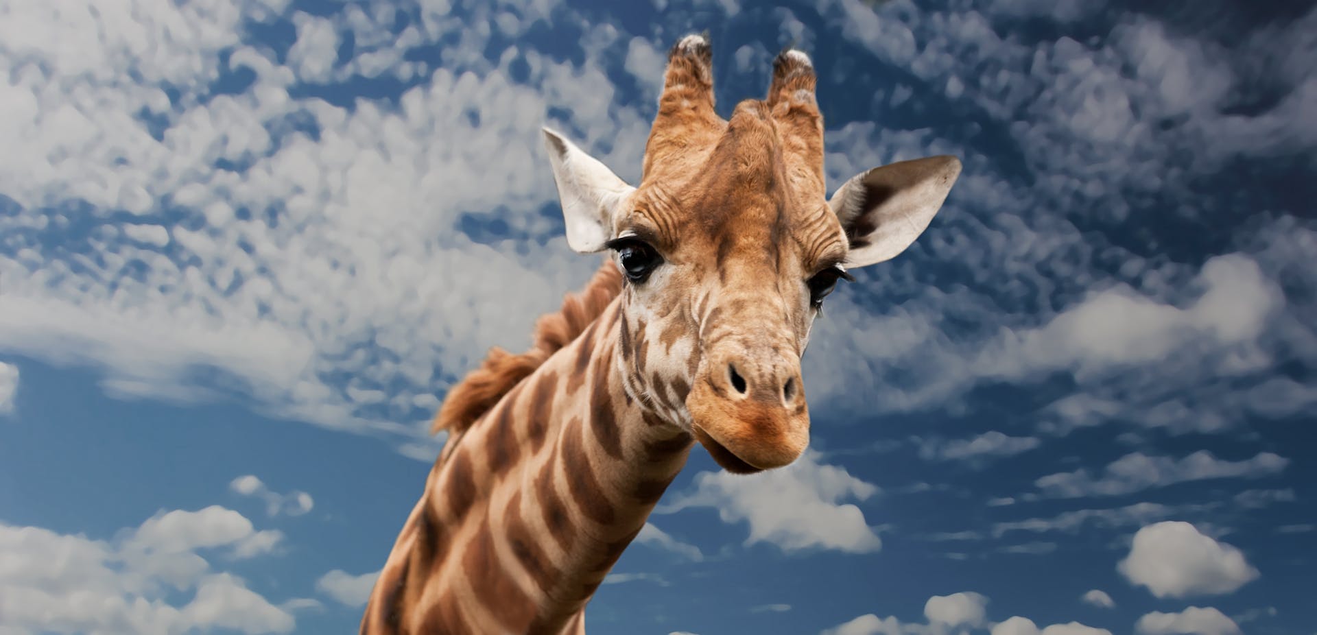 The Living Desert Zoo and Gardens